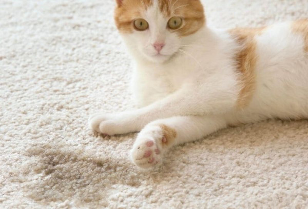 How Do You Clean Cat Pee And Pee Smells From The Carpet?